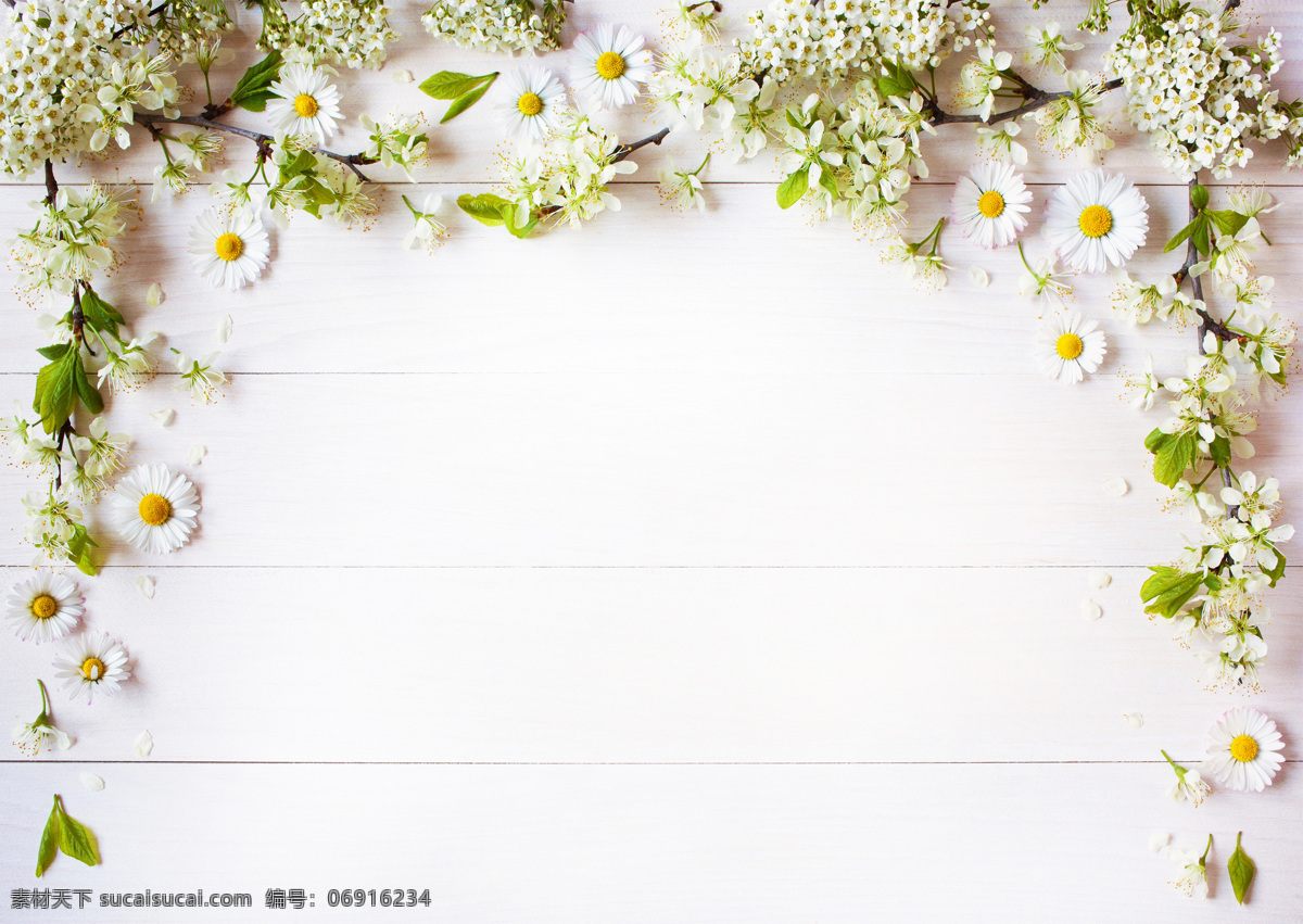 植物 叶子 菊花 白菊花 花瓣 绿叶 叶片 花朵 花 木板