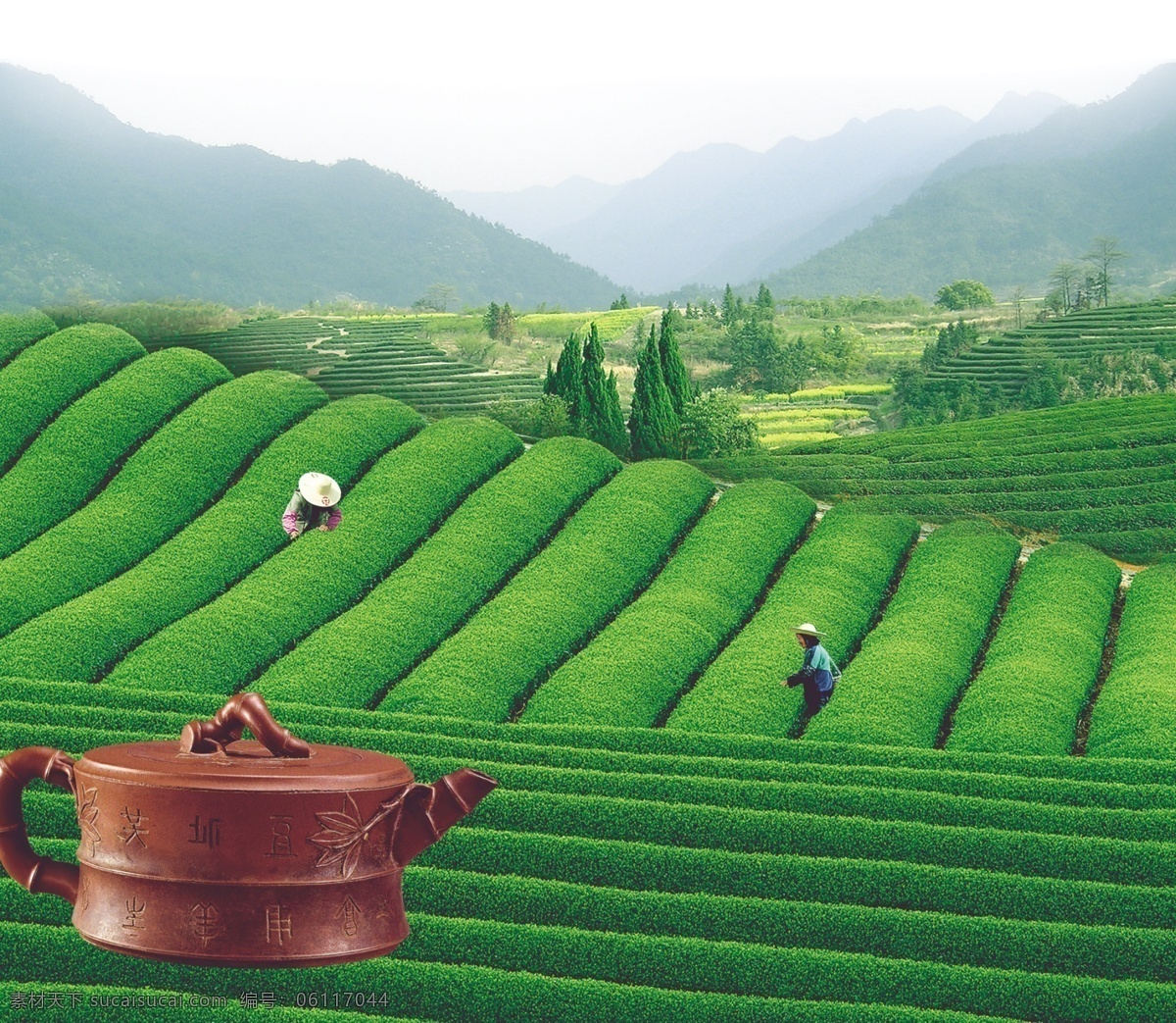 茶园 茶田 采茶 紫砂壶 茶壶 绿色