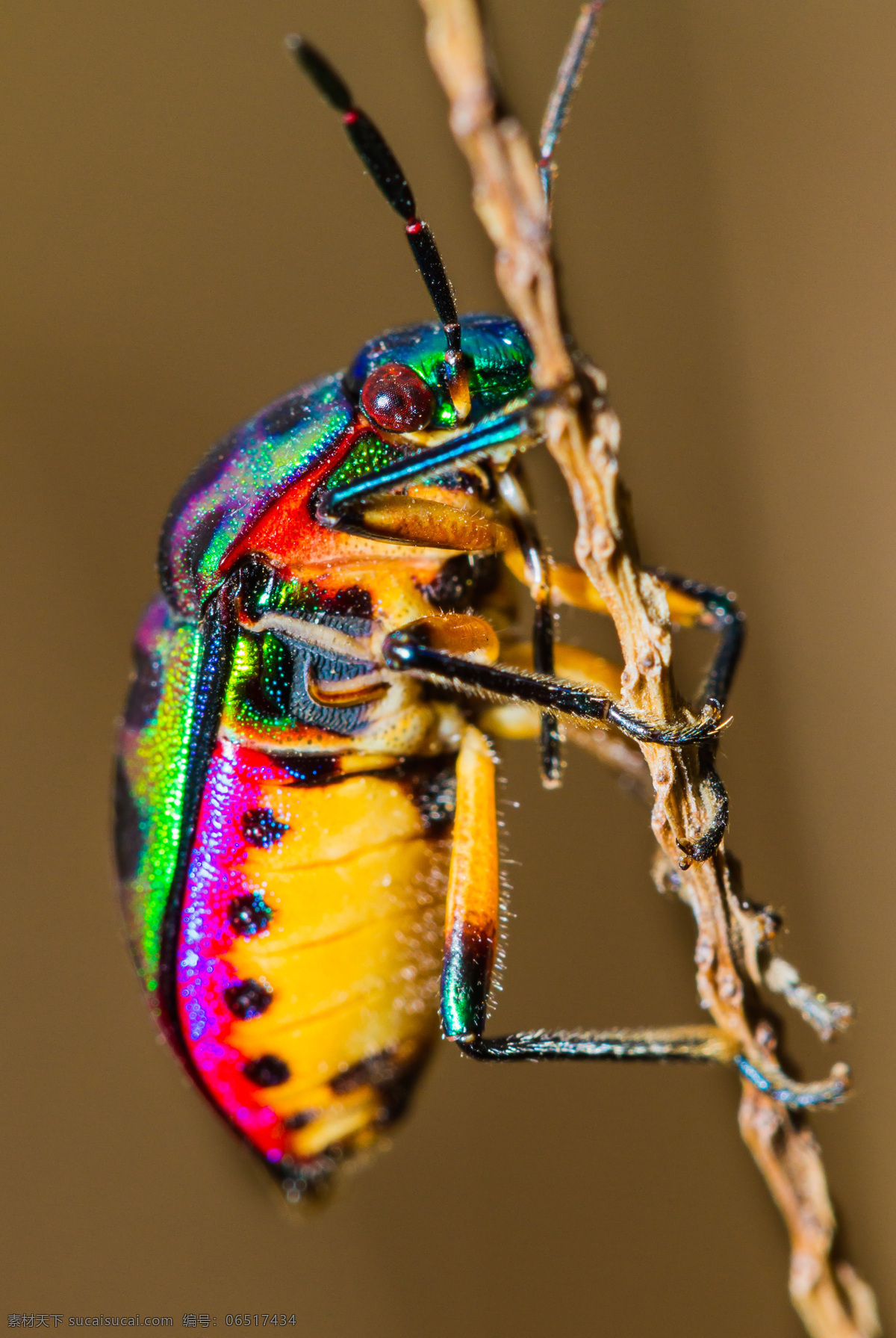 抓住 树枝 彩色 昆虫 触角 陆地动物 生物世界