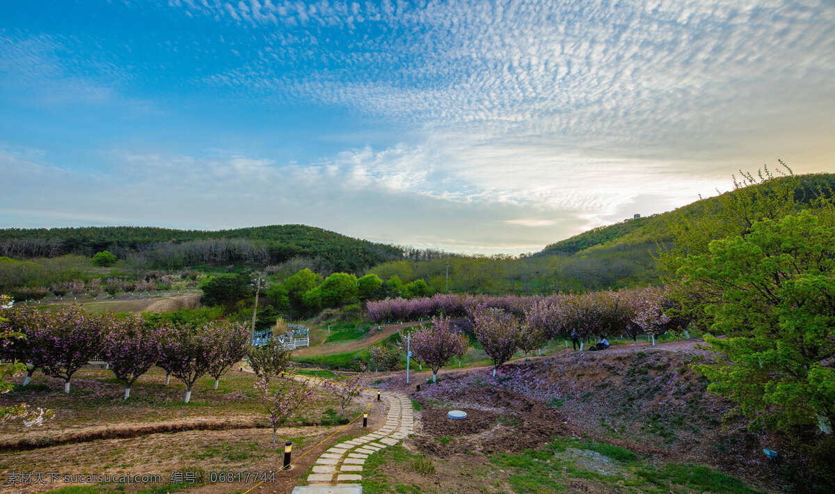 江苏 樱花园 风景