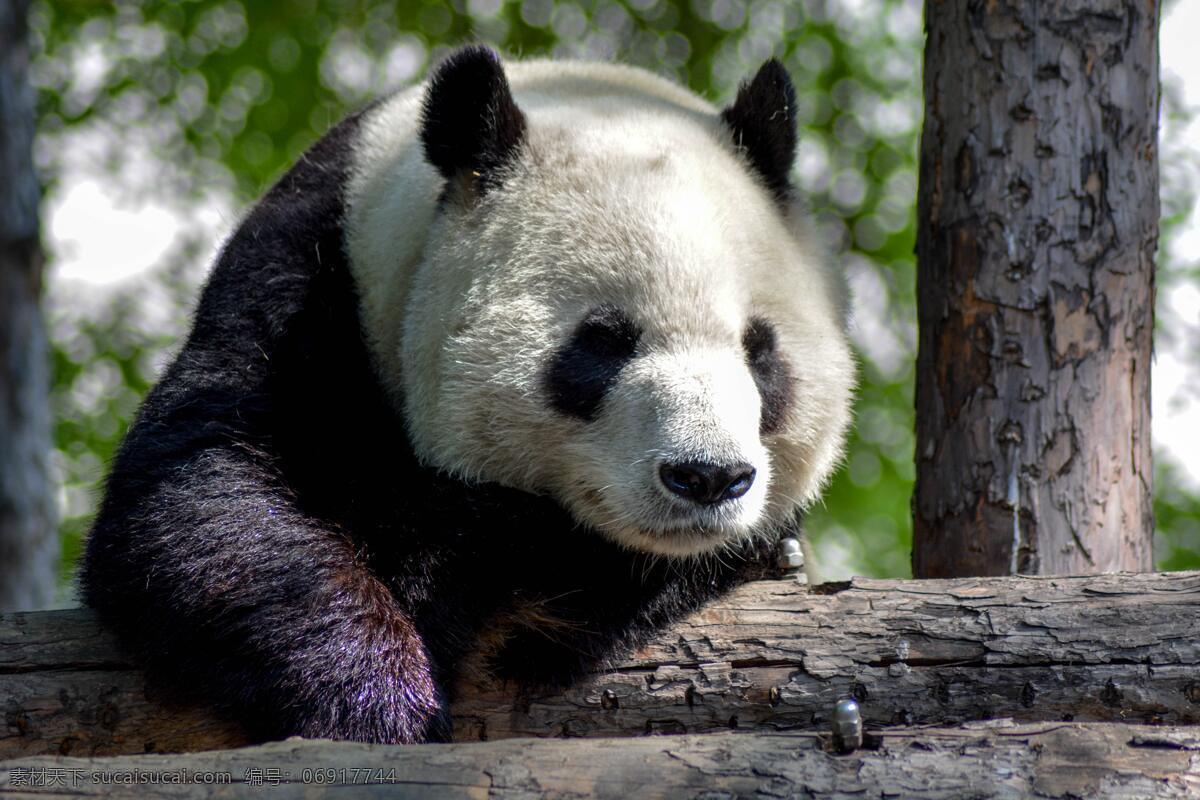 熊猫高清照片 保护动物 国宝 熊猫 熊猫照片 熊猫摄影 熊猫睡觉 可爱熊猫 熊猫爬 动物 生物世界 野生动物 高清