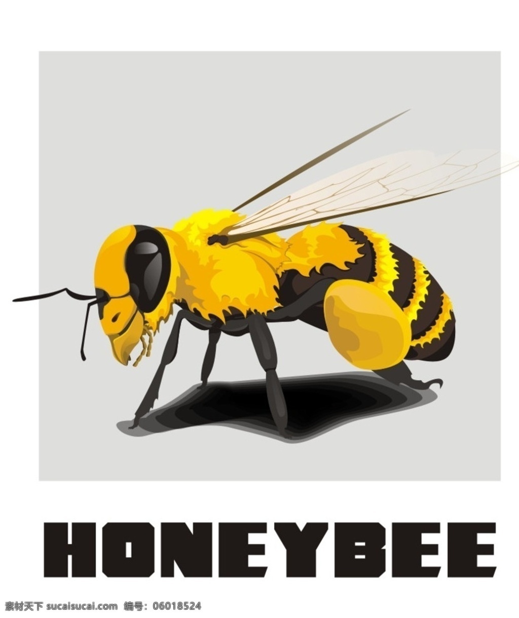 矢量蜜蜂 蜜蜂 矢量 昆虫 插画 honeybee 动漫动画