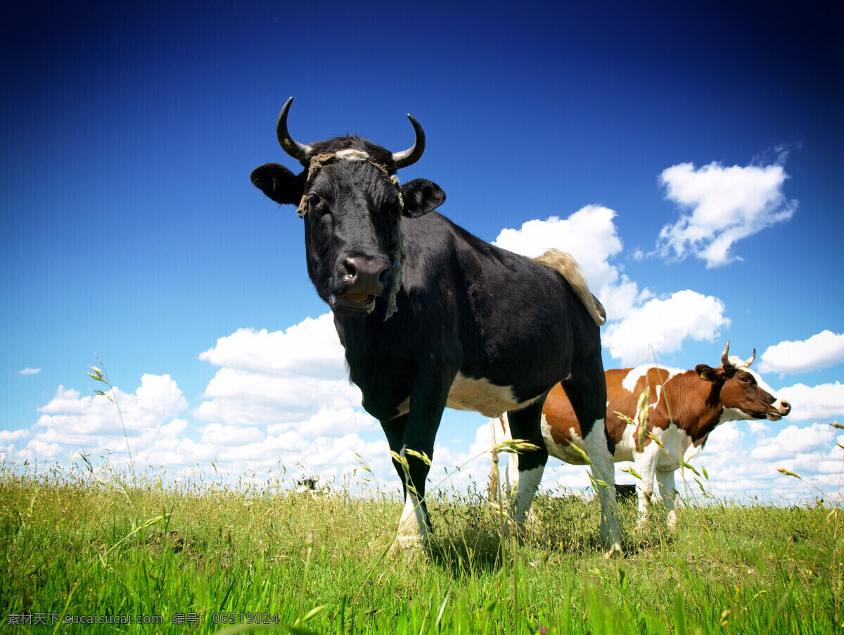 牧场 牛 动物 生物 大奶牛 黄牛 草地 生物世界 其他生物