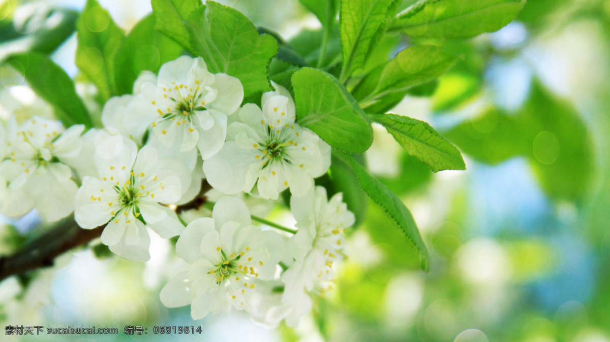 清新 唯美 自然风景 天空 森林 自然风光 太阳 花海 花朵 树木 花儿 风景 生物世界 花草