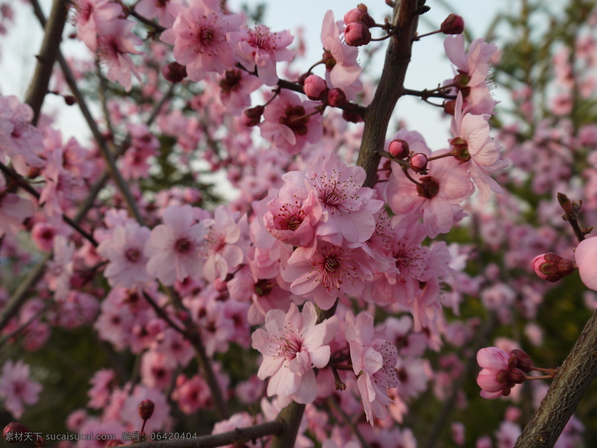 紫 叶梅 春天 红花 花草 花开 梅花 生物世界 小花 紫叶梅