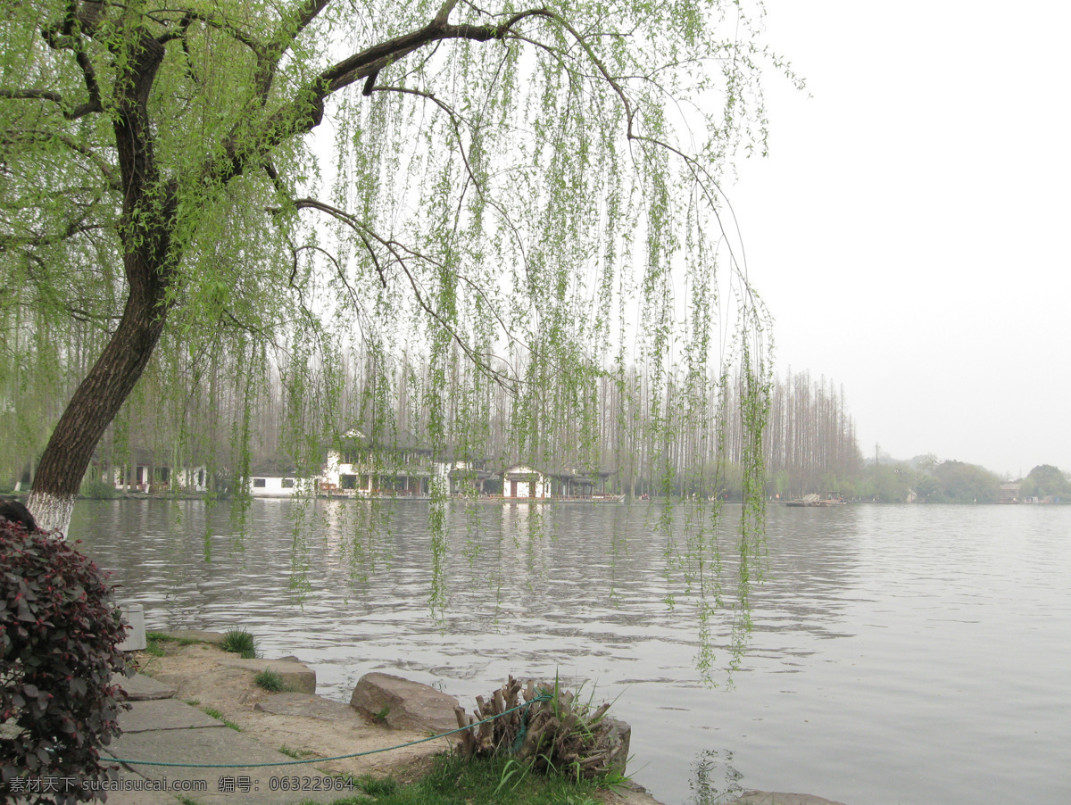 柳树免费下载 杭州 湖 湖水 柳树 柳枝 绿草 树 水中倒影 西湖 杨柳 休闲西湖 杭州西湖 风景 图