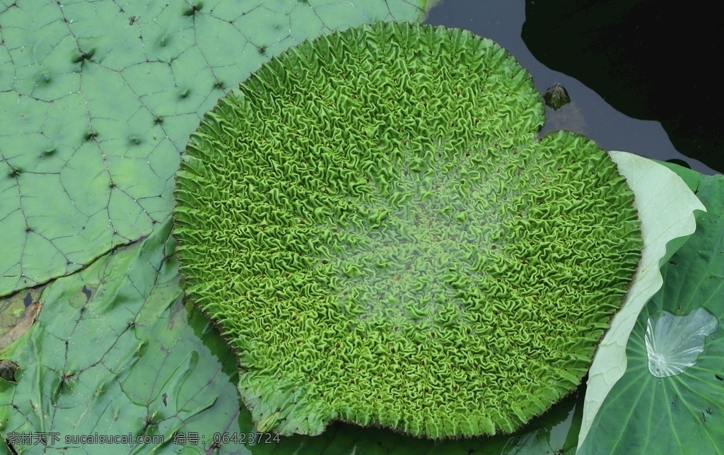 荷塘芡实叶 荷塘芡实 芡实 鸡头米 睡莲科植物 荷塘 倒影 睡莲特写 花儿 花朵 花卉 植物 花草 芡实叶 叶片 湖水 绿叶 荷花荷叶荷塘 生物世界