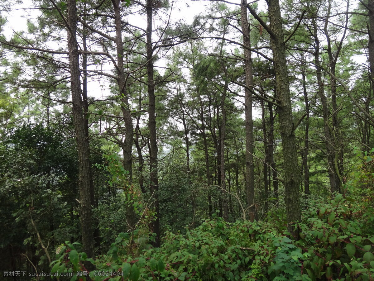 森林素材 森林 树林 山林 背景 松林 林子 松树 生态 环保 山野 野外 林中 生物世界 树木树叶