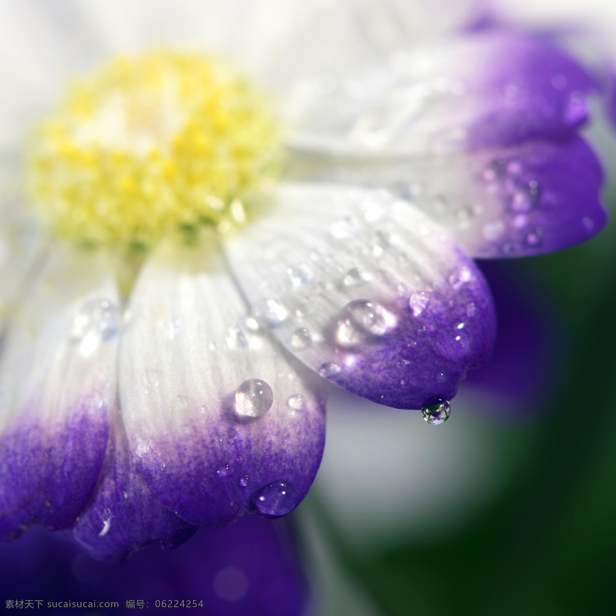 紫色 鲜花 上 露珠 水珠 露水 美丽鲜花 漂亮花朵 花卉 花草树木 生物世界 白色
