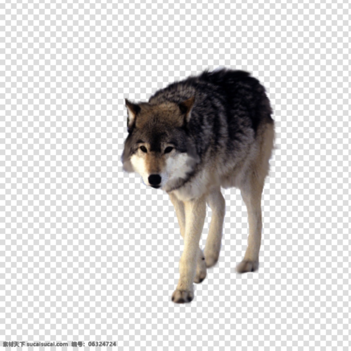 狼图片 狼 狼狗 透明底 动物 免抠图 psd分层图 分层图 免扣 透明 透明背景 动物透明底 分层