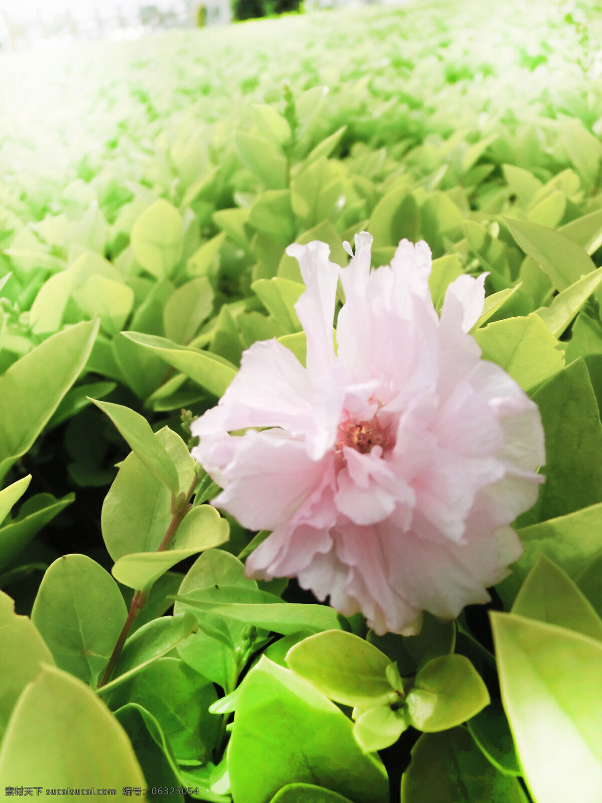 春季 粉红色 韩国 花瓣 花草 日本 生物世界 樱花 植物 樱花树 树干 樱花林 树林 樱花瓣 psd源文件