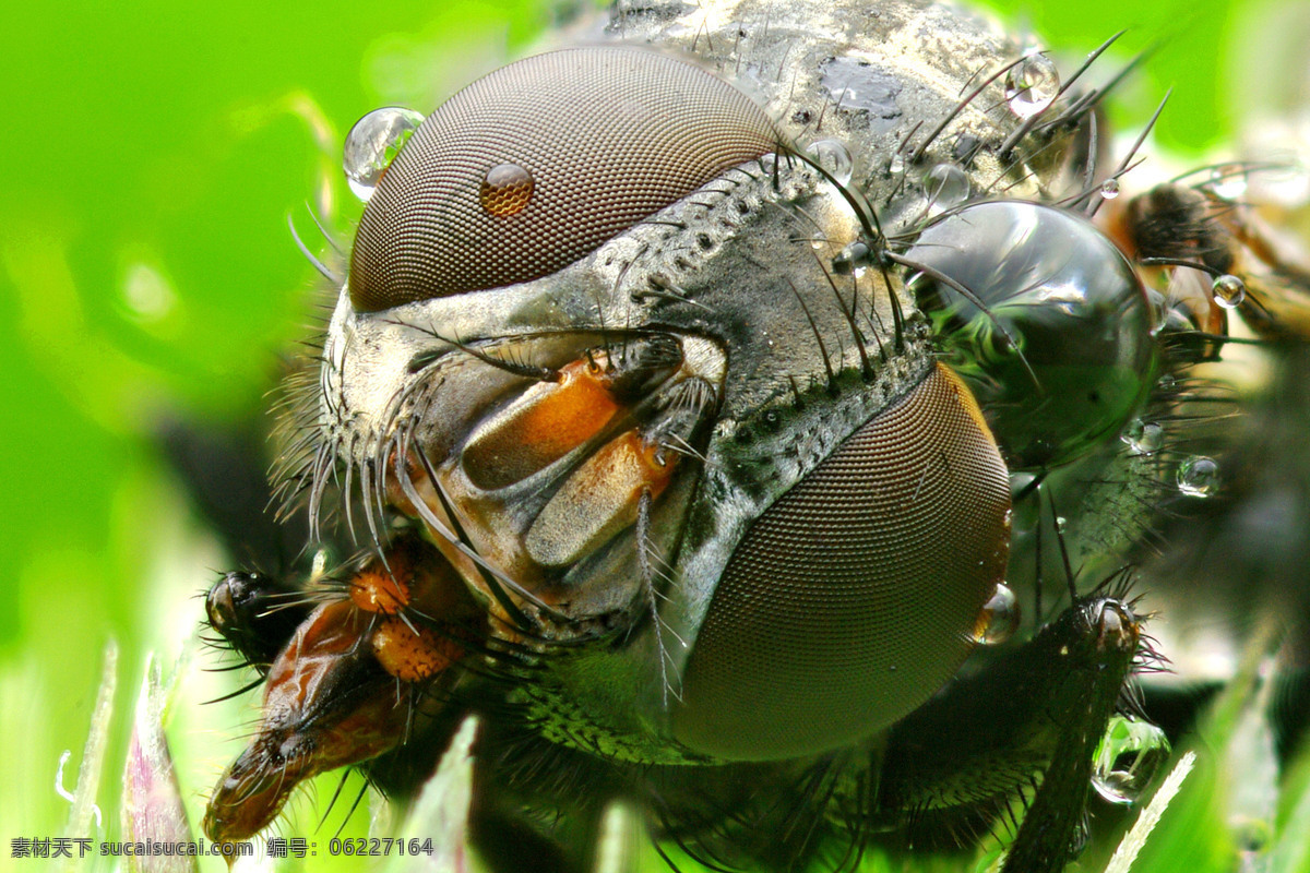 苍蝇 头部 特写 苍蝇头部特写 昆虫 动物世界 昆虫世界 生物世界