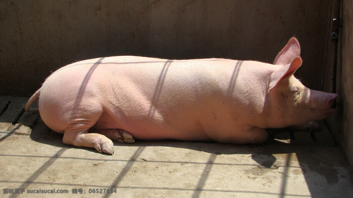 猪照片 猪 照片 活猪 养猪 猪圈 动物 动物摄影 家禽家畜 生物世界