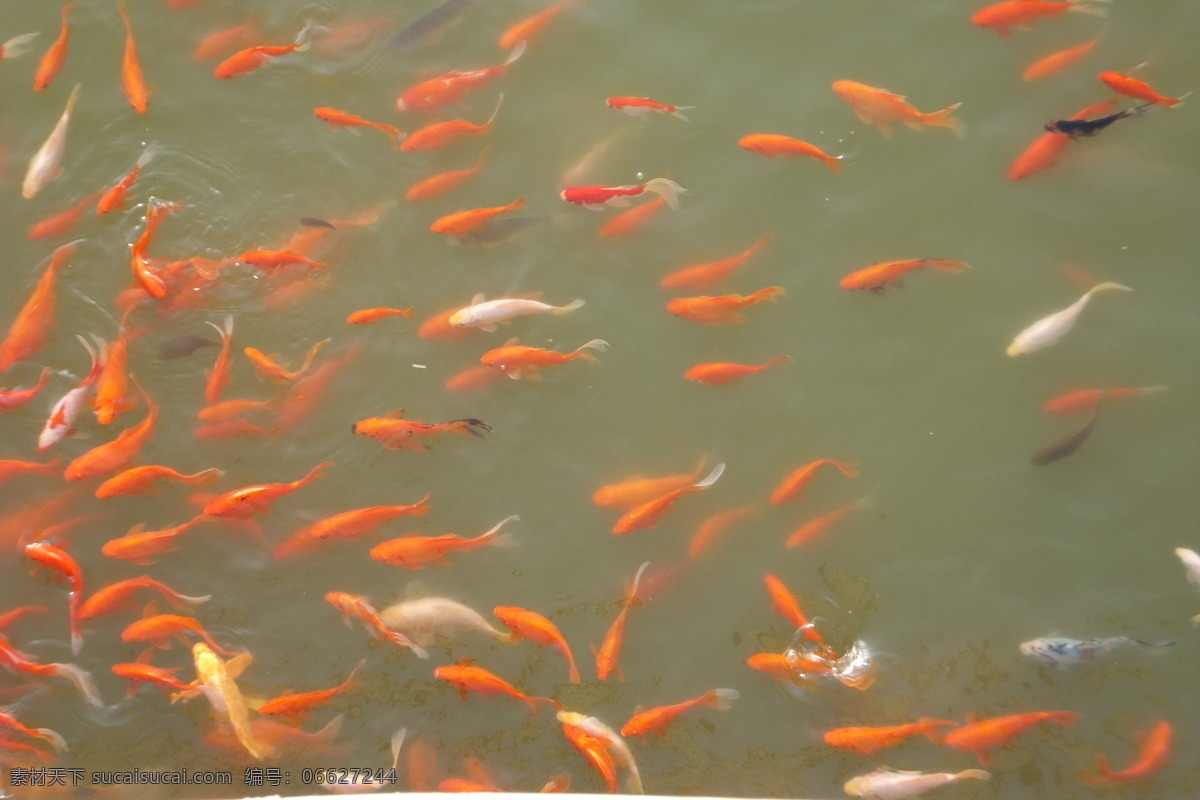 鲤鱼 生物世界 鱼类 鲤鱼照片 一群鲤鱼 各种颜色鲤鱼 黄色鲤鱼 金色鲤鱼 金鲤 成群鲤鱼