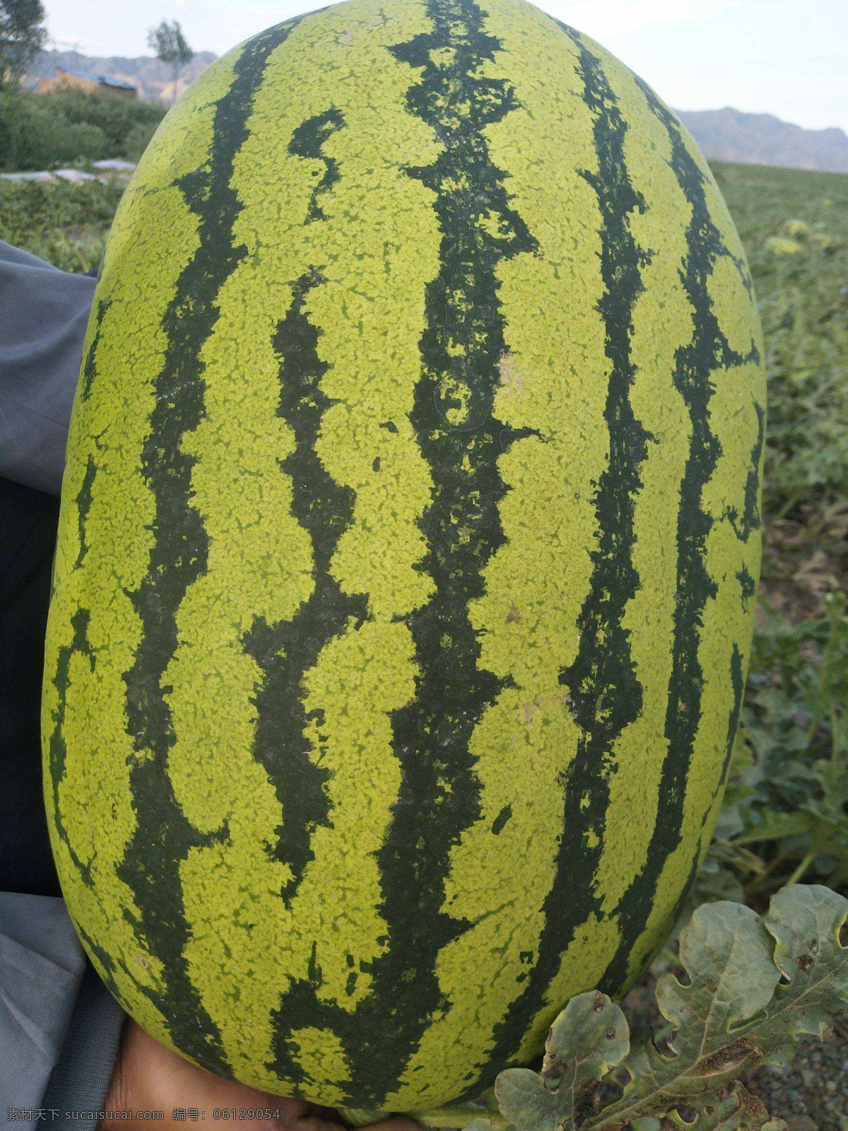 沙漠 西瓜 宁夏 硒 砂 瓜 沙漠西瓜 硒砂瓜 宁夏硒砂瓜 宁夏西瓜 旅游摄影 国内旅游