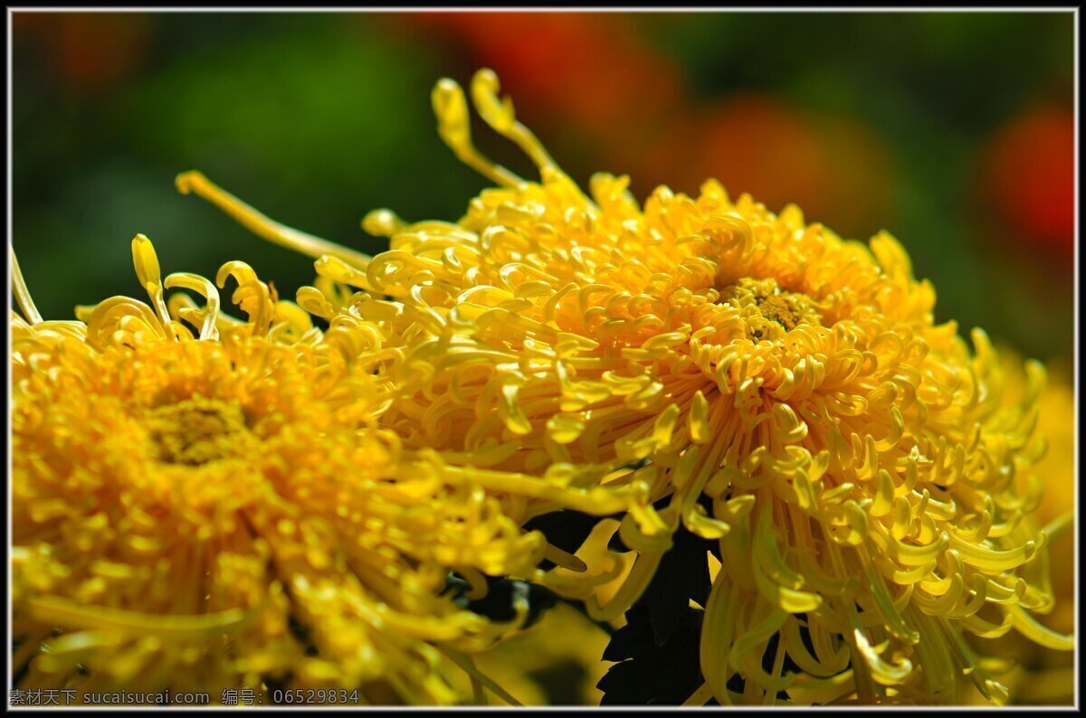 菊花 中国国花 中国名花 花中隐士 花中四君子 花卉 秋菊 菊 花草 生物世界 黄色