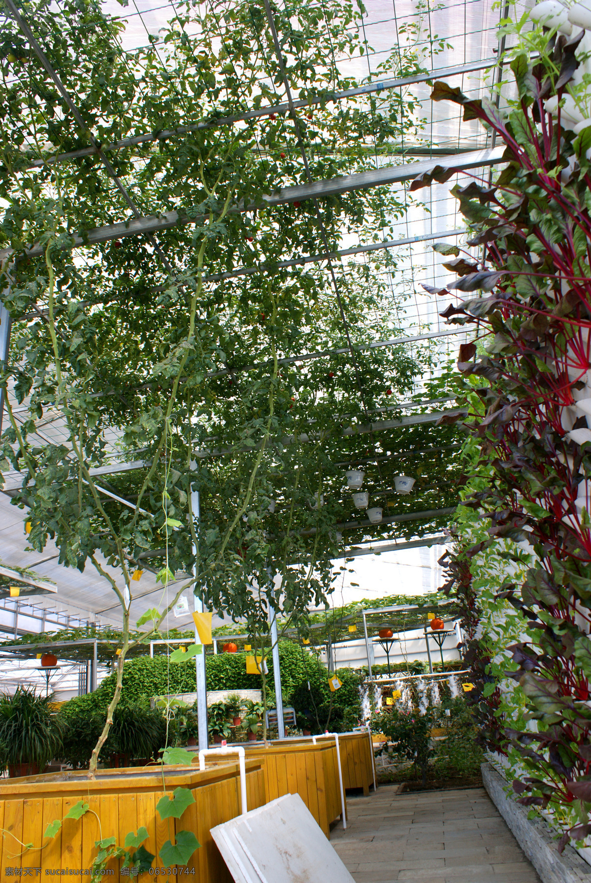 生态大棚 生态园区 生态餐厅 生态园 生态 绿色 餐桌 植物 蔬菜 餐厅 旅游 风光 风景 人文景观 旅游摄影 田园风光 自然景观