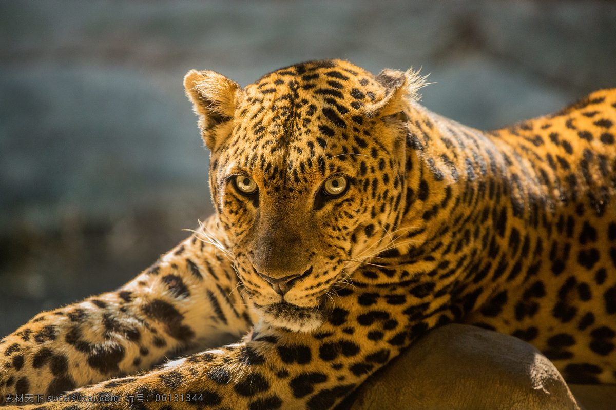 猎豹摄影 豹子 猎豹 野生动物 动物摄影 动物世界 陆地动物 生物世界 黑色