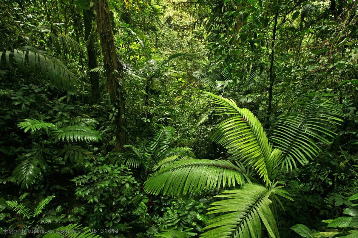 热带雨林 植物 风景 热带雨林风景 热带植物 美丽风景 美丽景色 自然美景 风景摄影 自然风景 自然景观 黑色
