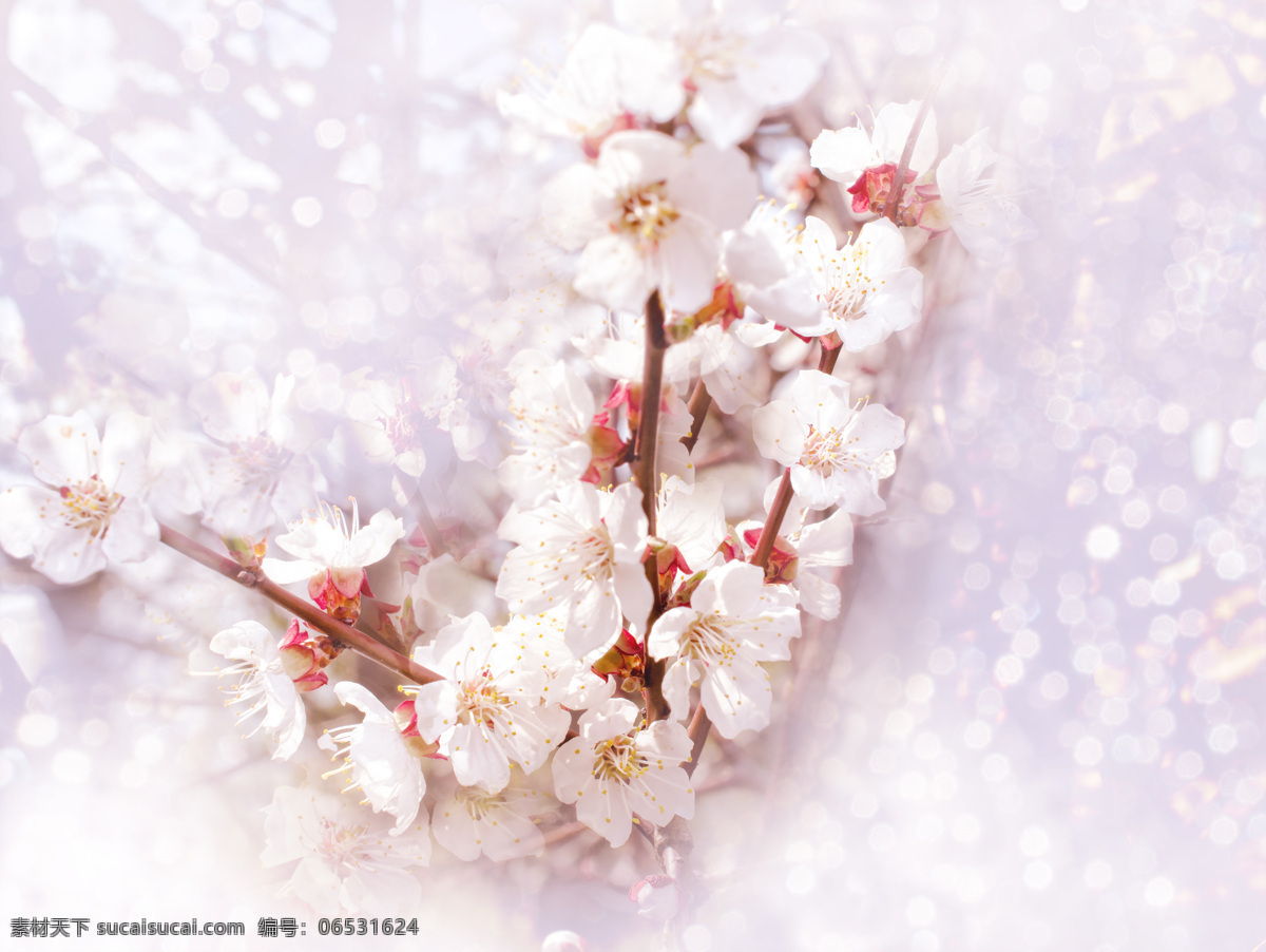 春季主题 唯美花朵 鲜花 花卉 树干 树枝 鲜花背景 粉色 粉色花 粉色花背景 花枝 淡雅花朵 白色