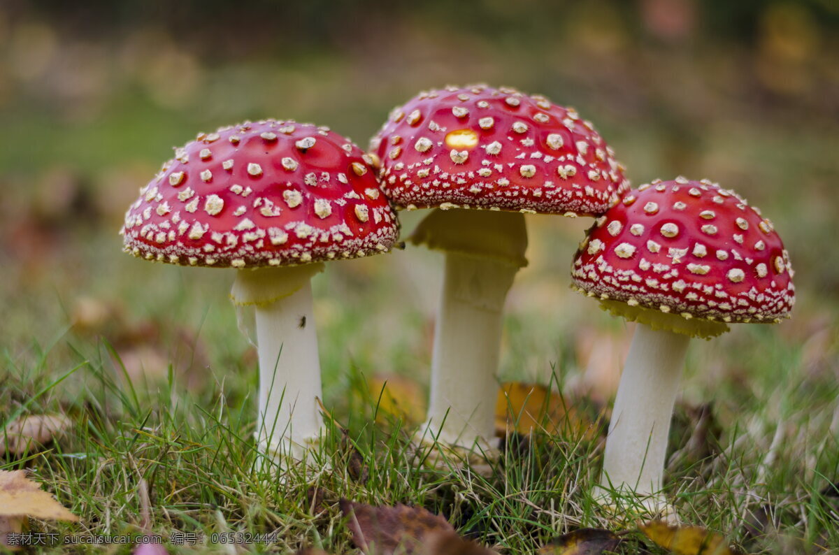 毒蘑菇 红色蘑菇 野蘑菇 蘑菇 野生 真菌