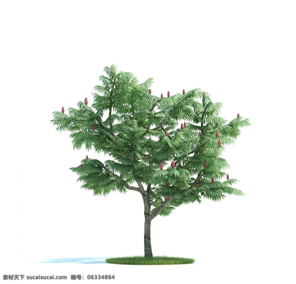 树木 植物 景观植物 树木模型 vray模型 高品质模型 室外模型 3d设计 max