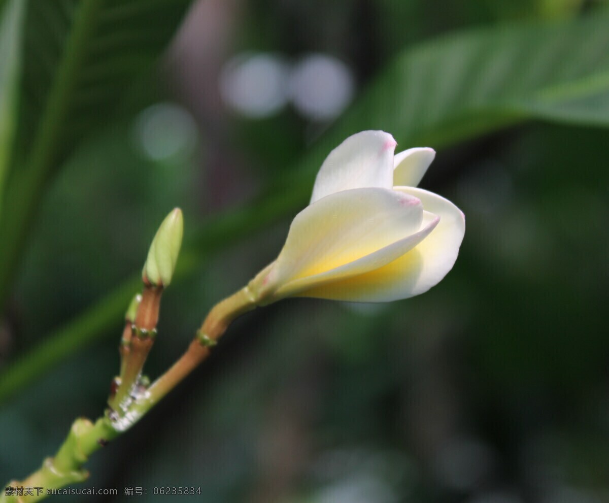 淡 黄色 鸡蛋花