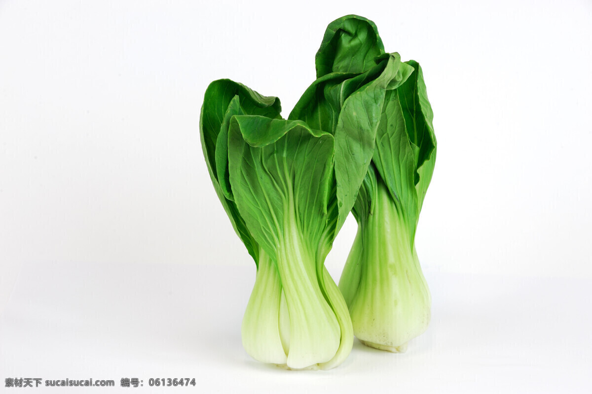 青菜 蔬菜 素菜 上海青 上海青浦 白底拍摄 飘儿白 超市生鲜 勺子菜 生物世界