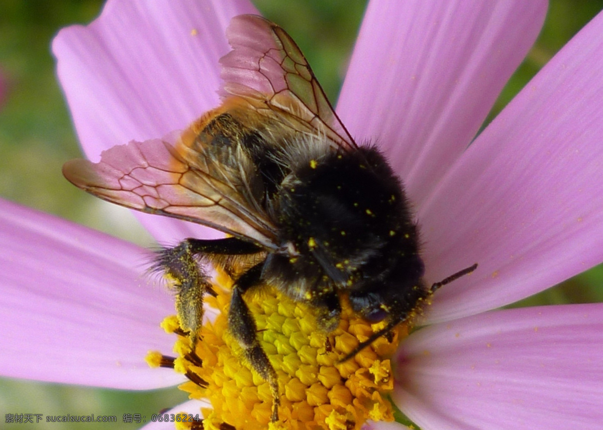 波斯菊 粉色 花瓣 金黄色 昆虫 蜜蜂 生物世界 蜜蜂大餐 克什 克 热水塘 盛开 扫帚梅 花芯 花粉