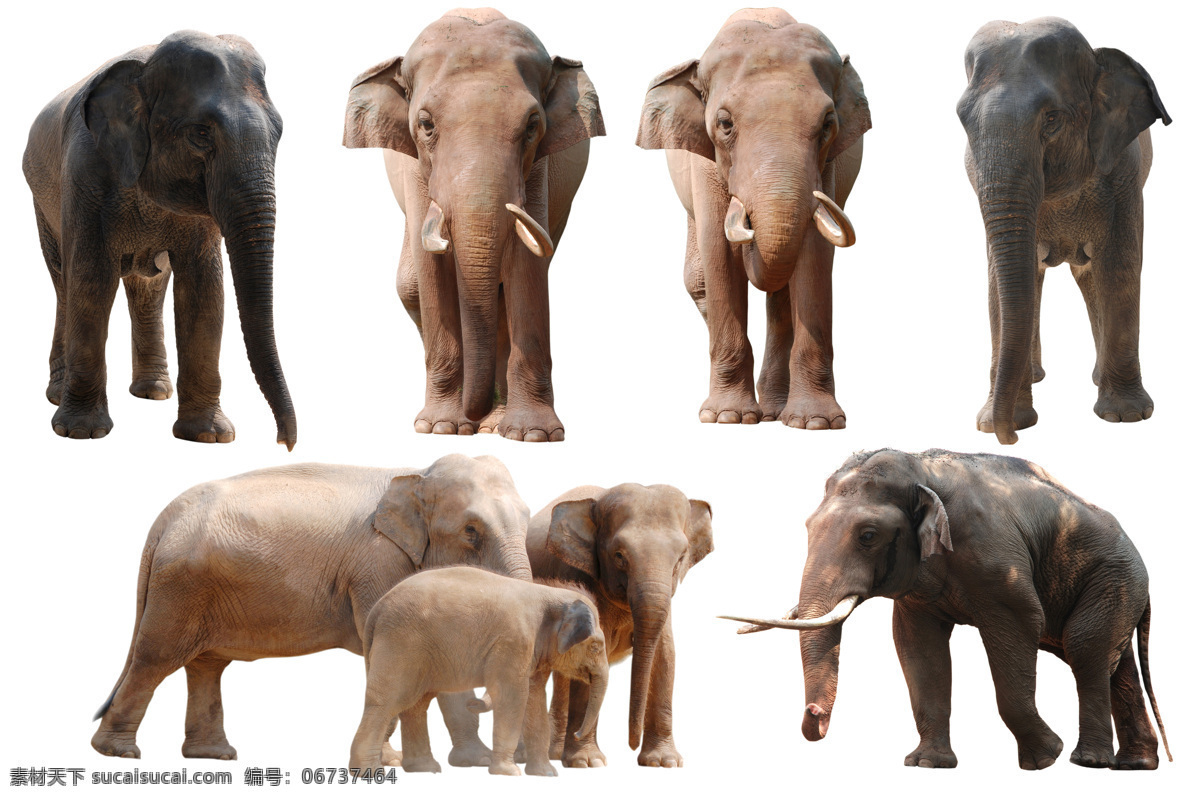 动物 非洲象 亚州象 非州大草原 野生大象 象群 象 蔬菜 生物世界 野生动物