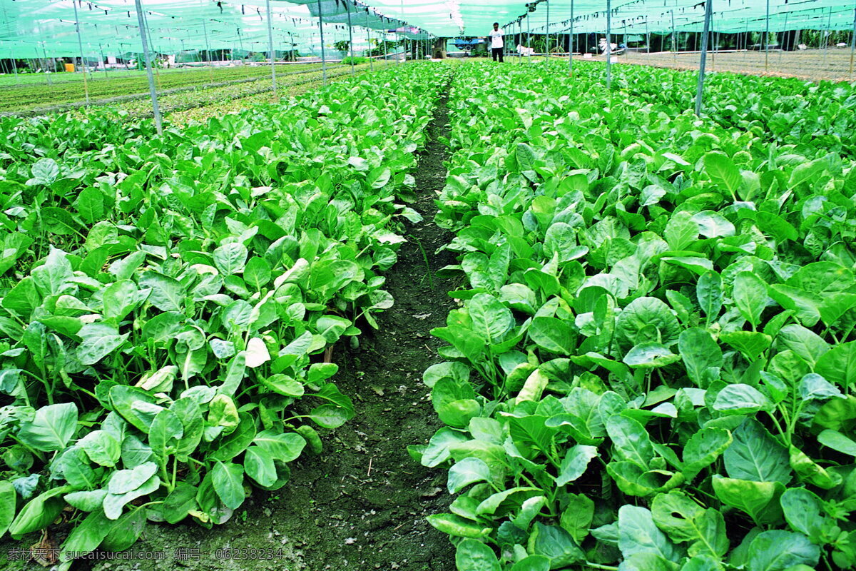 田园清蔬 青菜 蔬菜 菜园 植物 绿色