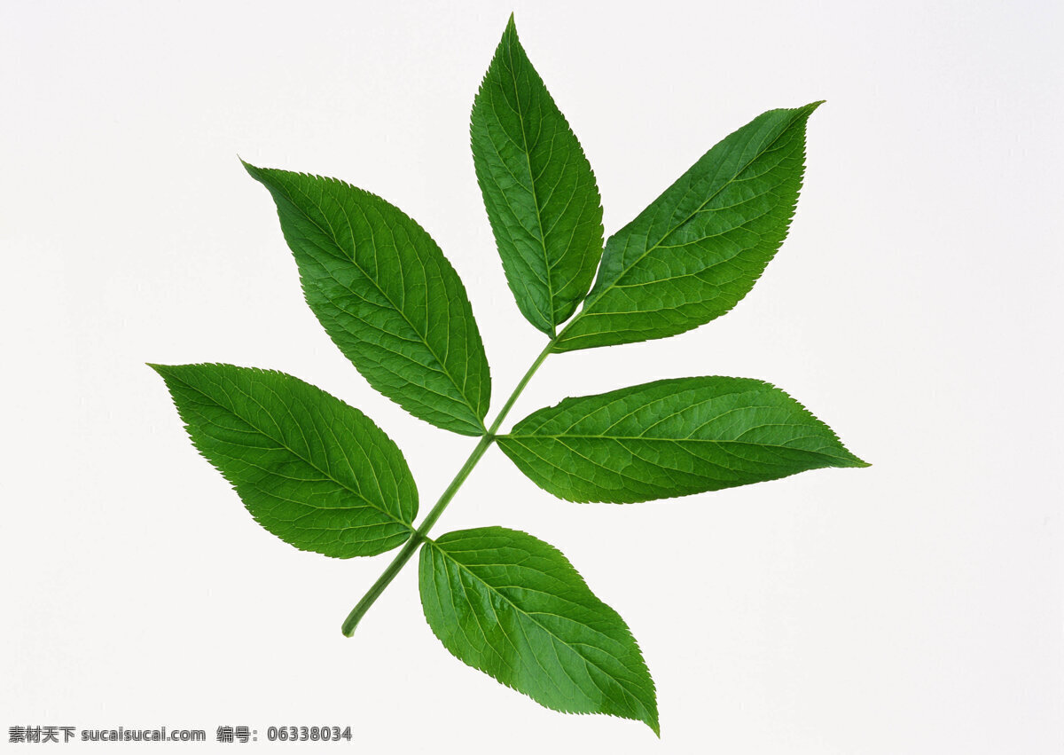 树叶 高清 叶子 植物 自然 背景图片