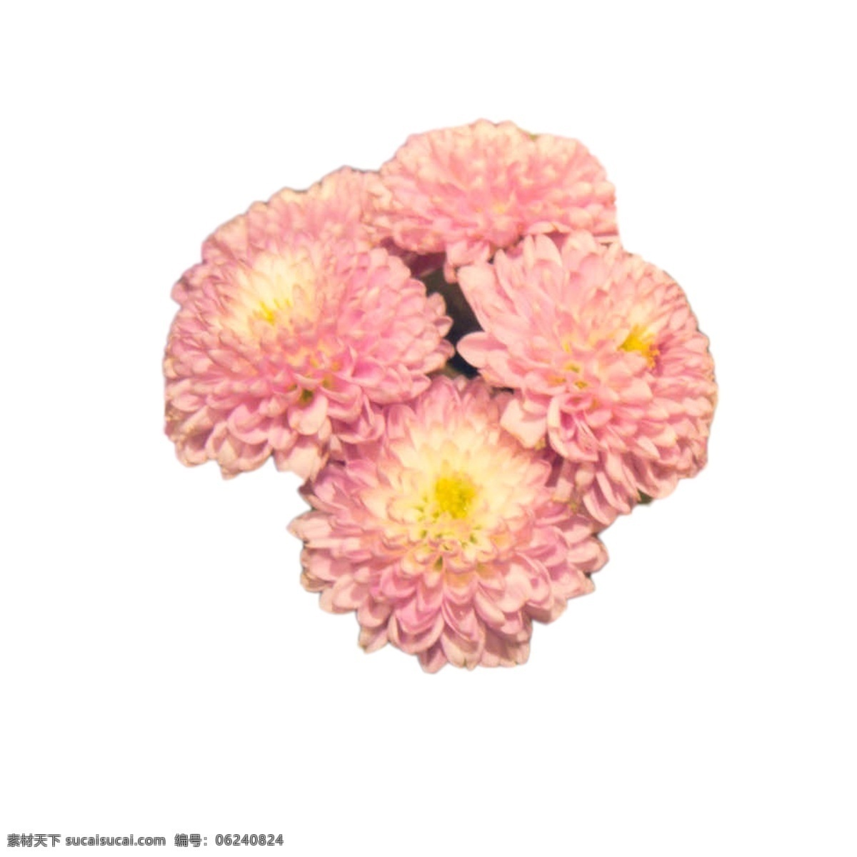 粉色 鲜花 实物 粉色花朵 美丽鲜花 鲜花花蕊 美丽花朵 卡通插图 创意卡通下载 插图 png图下载