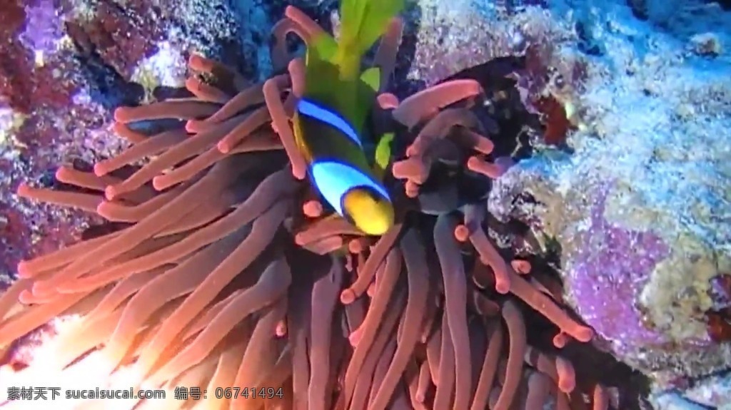 视频背景 实拍视频 视频 视频素材 视频模版 海底 世界 海底世界 海底元素