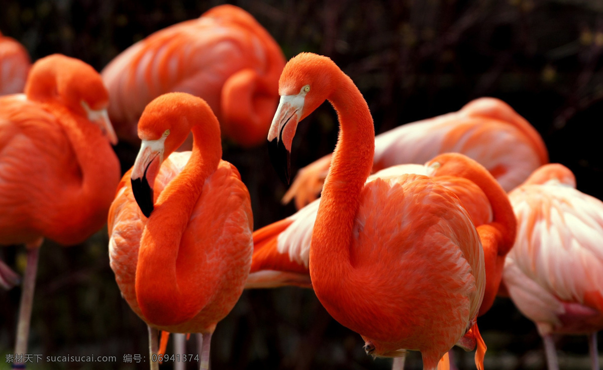 一群 火烈鸟 鸟类摄影 鸟类动物 动物世界 动物摄影 红鹳 空中飞鸟 生物世界
