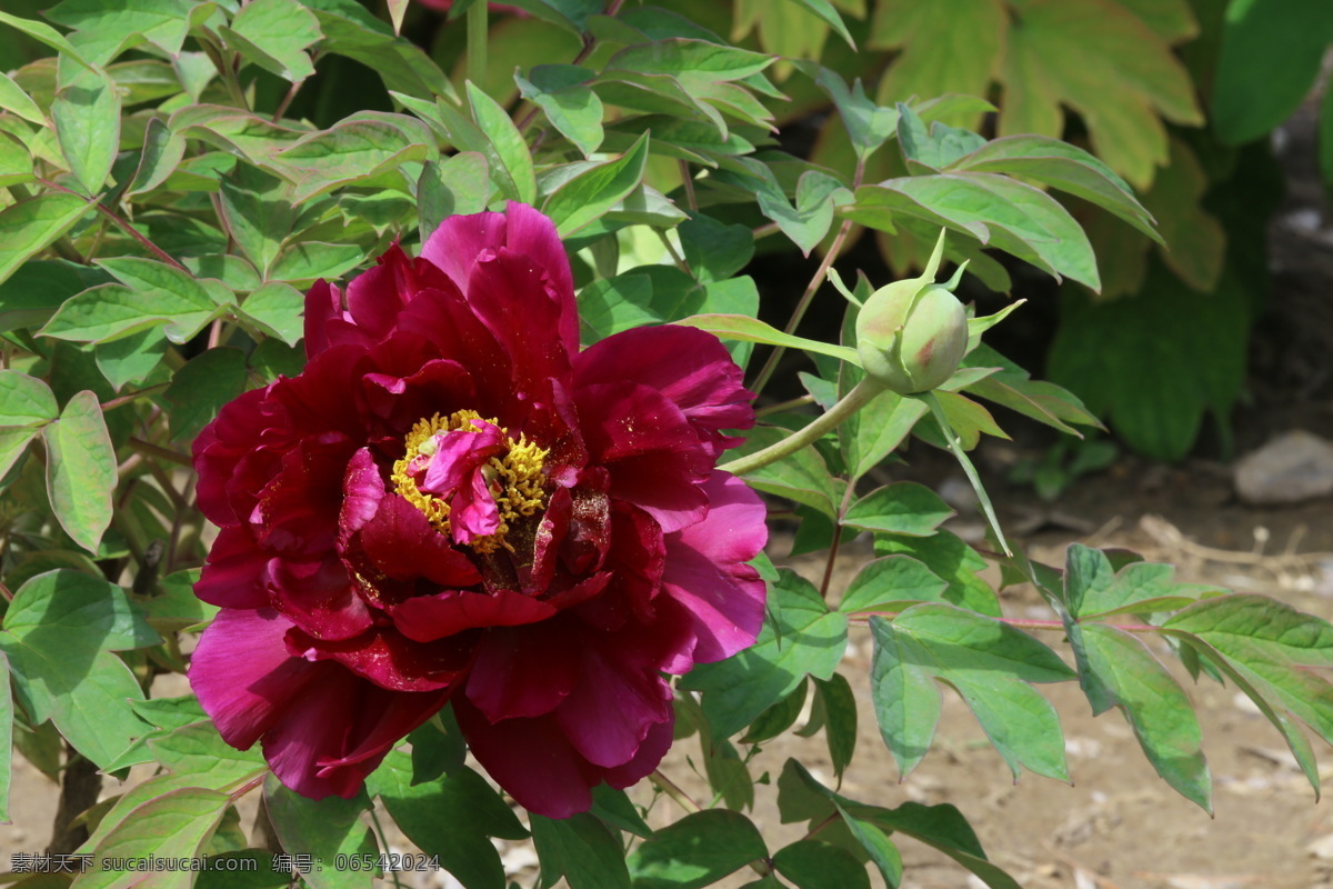 牡丹花 牡丹 观赏花卉 鼠姑 木芍药 百雨金 洛阳花 花朵 花瓣 花蕊 花卉 花儿 花草 植物 园林绿化 绿化景观 芍药牡丹 生物世界