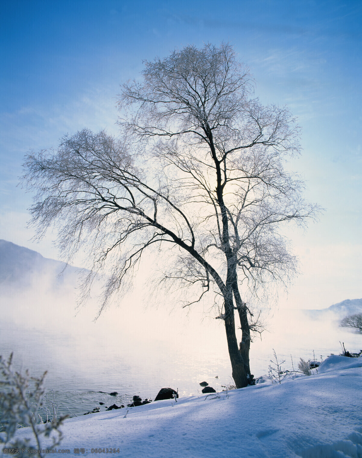 雪景 雪 树 风景 雪地 孤树 自然景观 自然风光