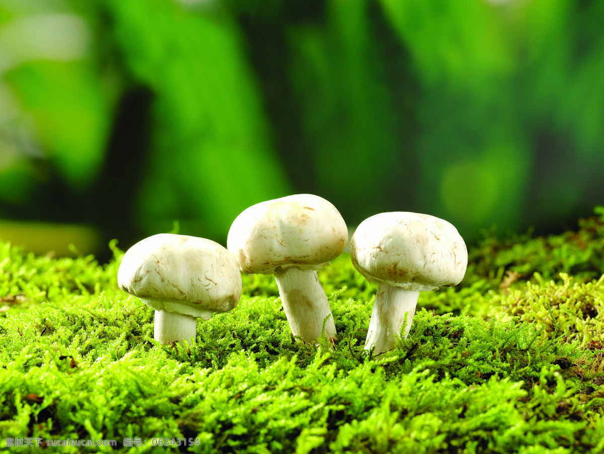 长 到底 上 蘑菇 蔬菜 食物 菌类 新鲜 草地 小蘑菇 绿色 成长 蘑菇图片 餐饮美食