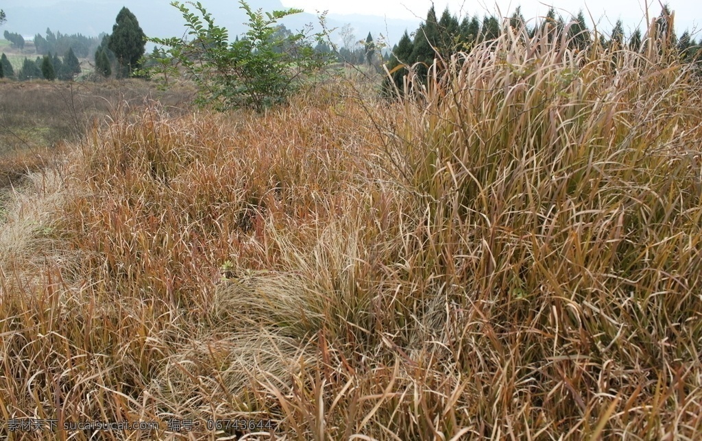 山野 秋风 秋草 荒地 山坡 稻草 野草 枯草地 草地自然 摄影图 自然景观 田园风光