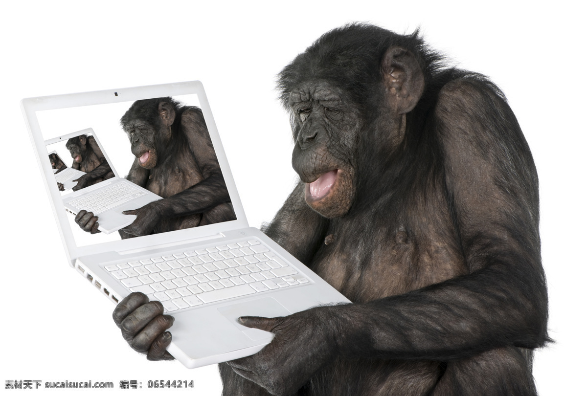 手提电脑 大猩猩 笔记本电脑 猩猩 黑猩猩 动物世界 陆地动物 生物世界