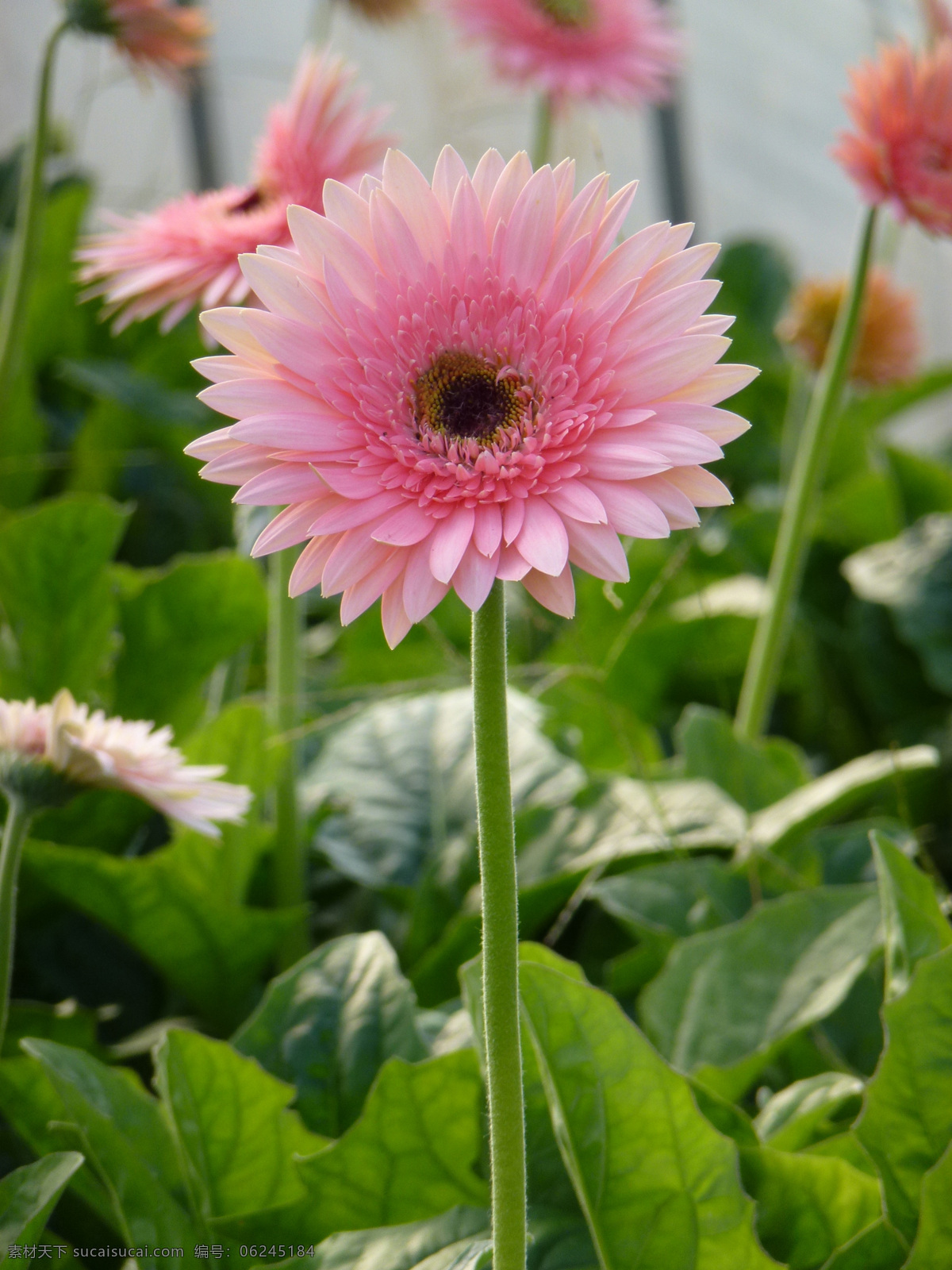 非洲菊 玲珑粉 扶郎花 粉红 花草 生物世界