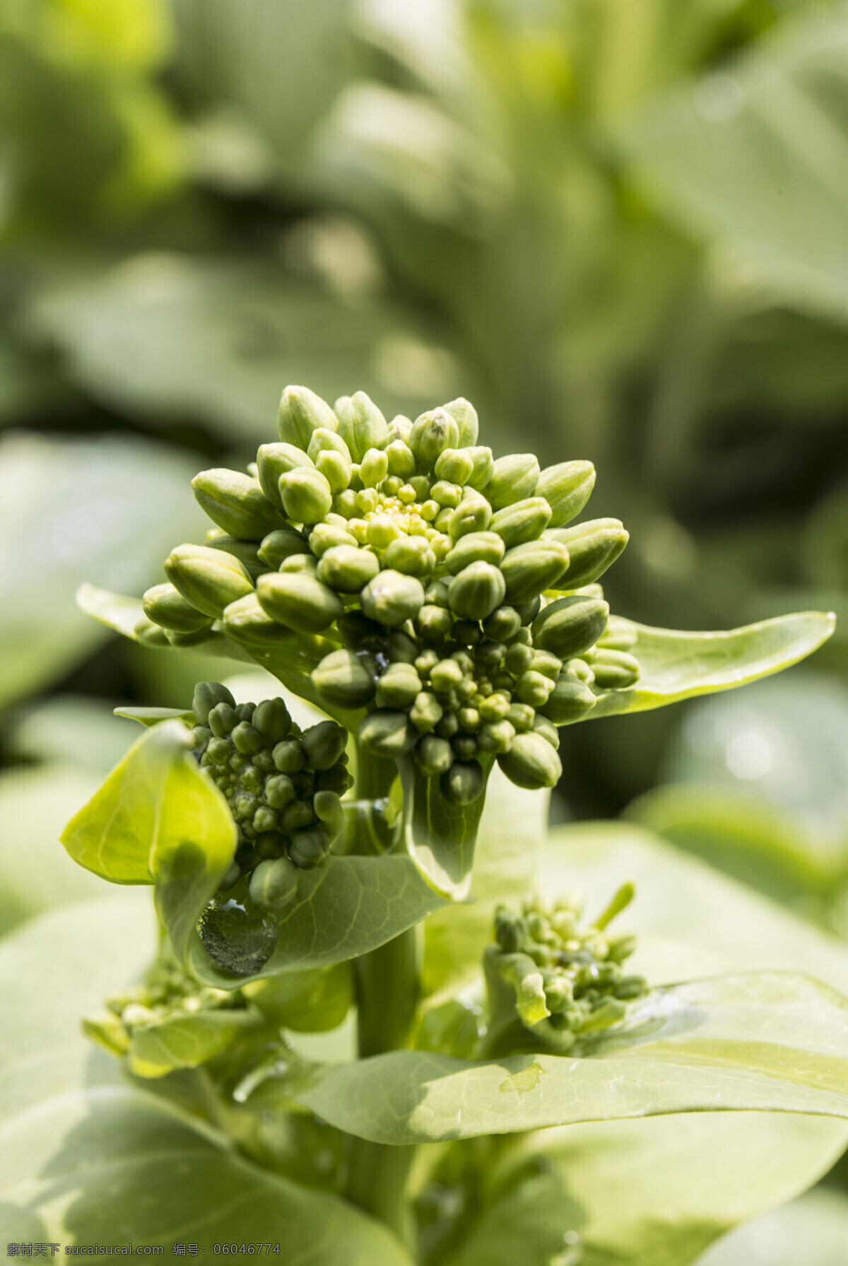 早春 微距 绿叶 露珠 春天 黄花 那片油菜花田 生物世界 蔬菜