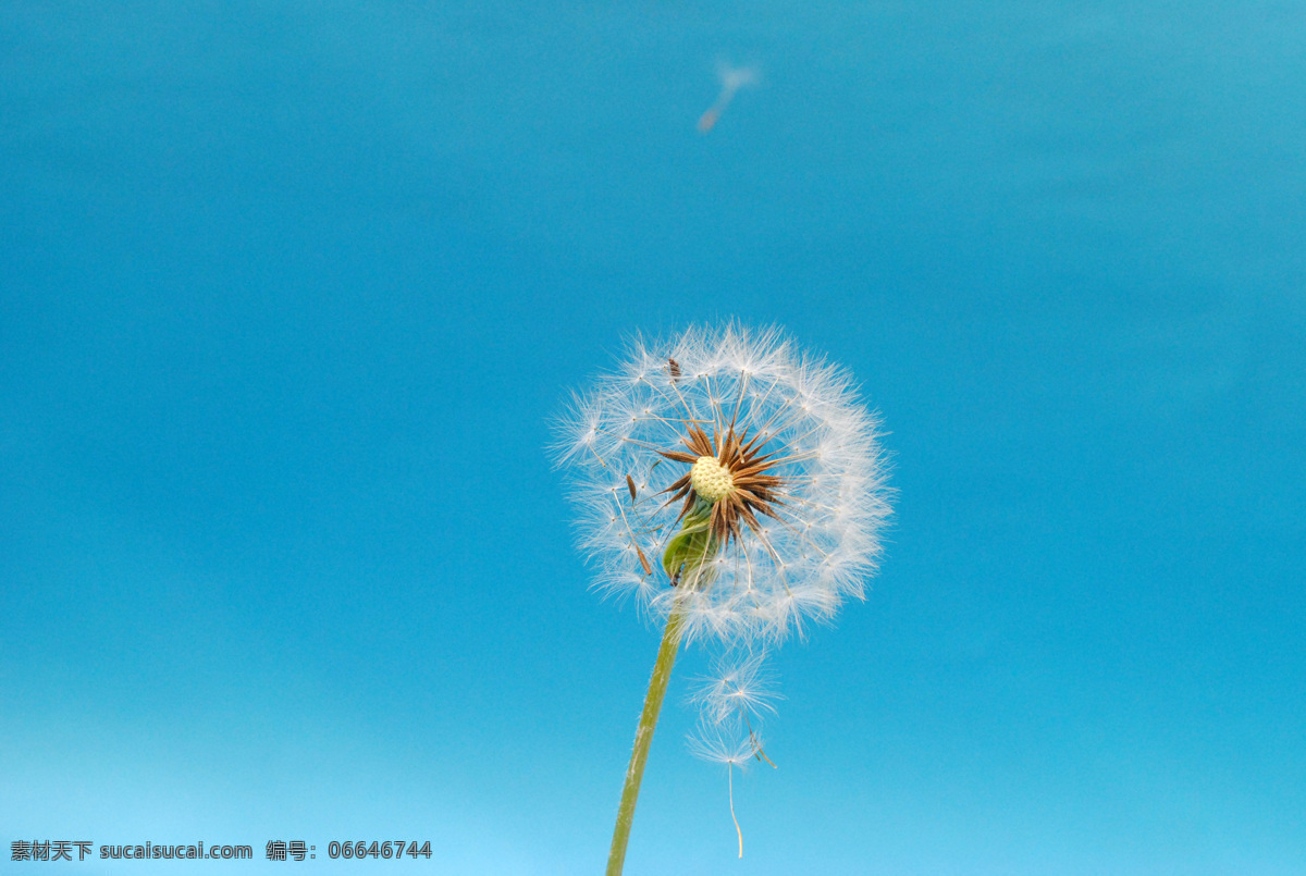 蒲公英 蒲公英特写 蒲公草 自然美景 花草 生物世界 植物 花卉 自然风景 自然景观