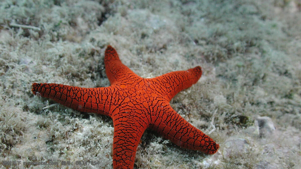 红色海星 焐 灰色