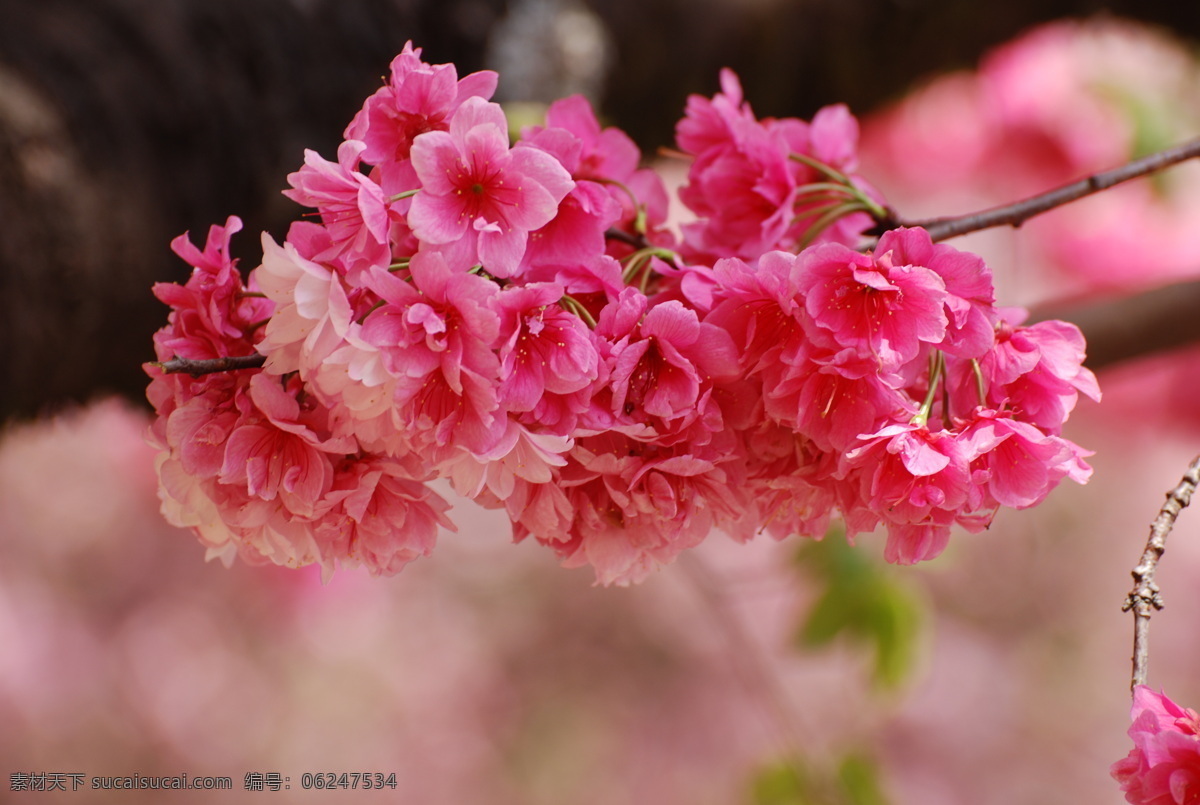 烂漫 樱花 樱花图片 樱花节 樱花的图片 风景 生活 旅游餐饮