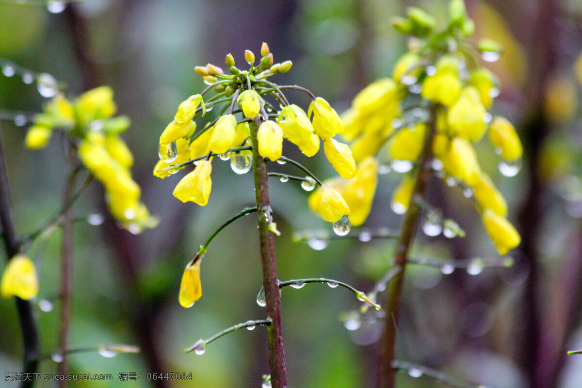 菜花 红菜苔 黄花 春天 雨天 雨水 水珠 花草 生物世界