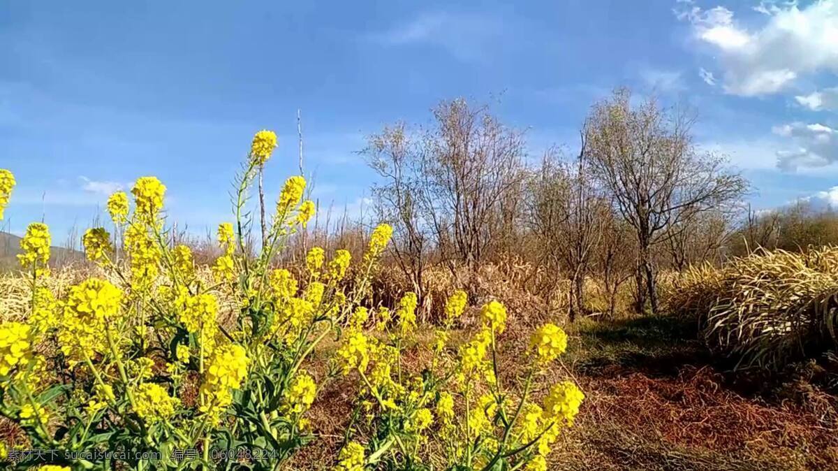 洱海 湿地 实拍 视频 模板 景色 花丛 花朵 自然美景