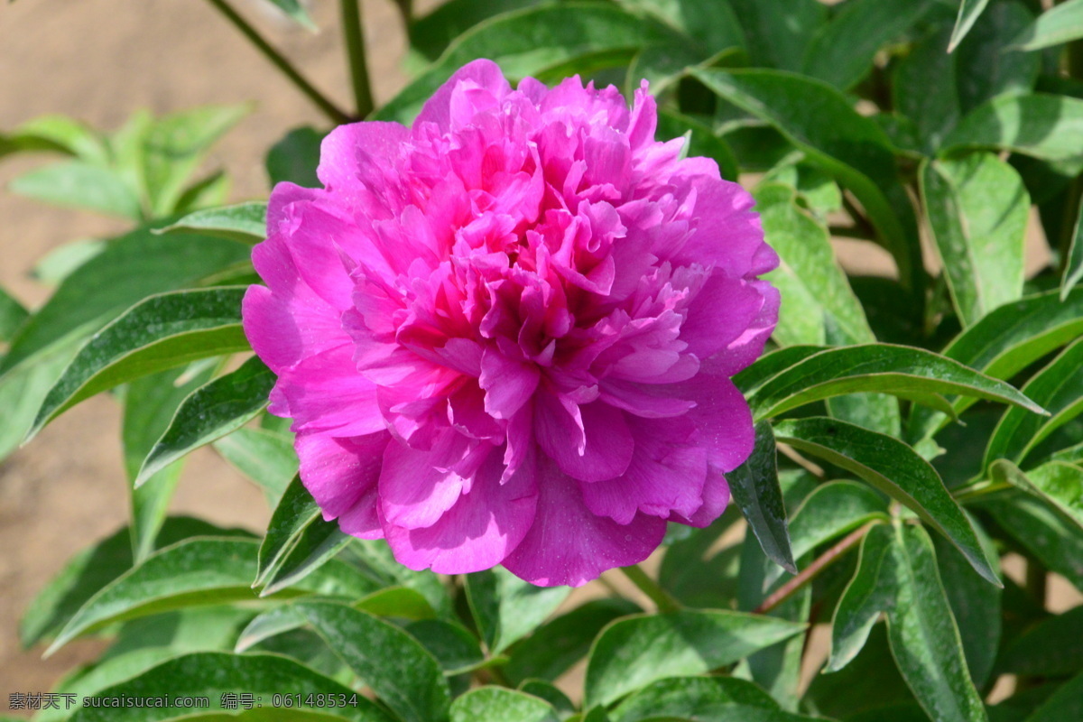 芍药花 芍药 将离 离草 花卉 花儿 花骨朵 花草 植物 园林绿化 绿化景观 花朵 花蕊 园艺 芍药牡丹 生物世界