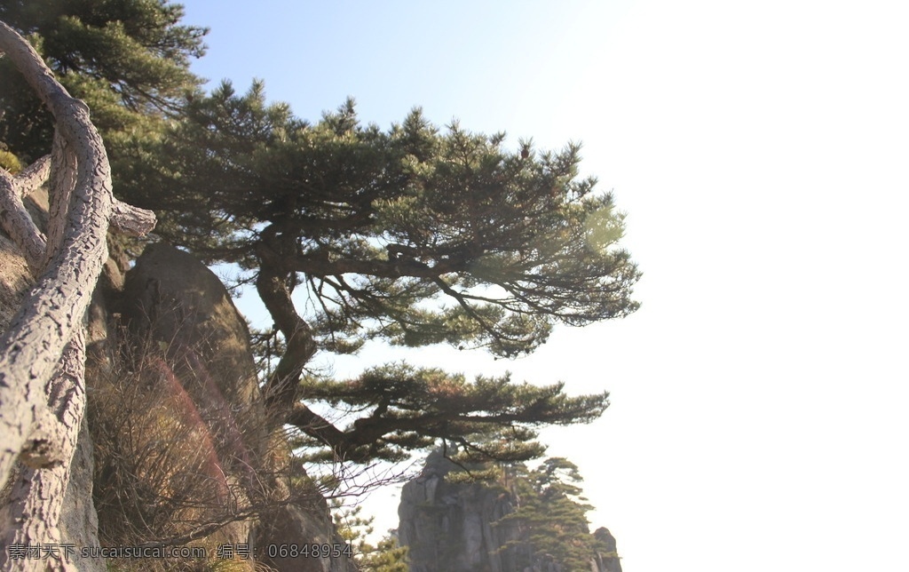 黄山迎客松 迎客松 黄山 安徽 松树 怪树 山 风景照 旅游摄影 国内旅游