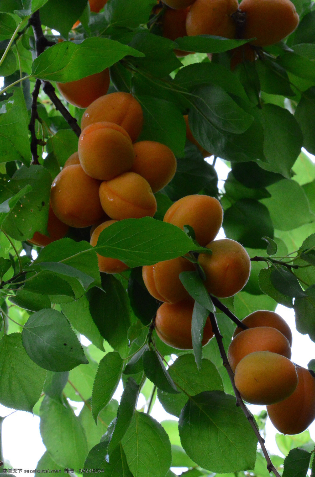 甜杏 大黄杏 果实 植物 水果 成熟 绿叶 红色 枝叶 园林景观 绿化景观 果品果实 杏树杏花 生物世界